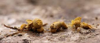 Attēlu rezultāti vaicājumam “Trichia flavicoma spores”