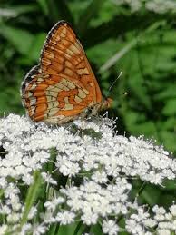 Attēlu rezultāti vaicājumam “Euphydryas maturna upperside”