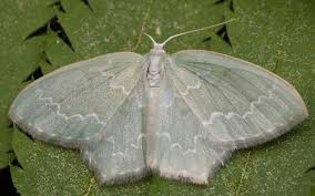 Attēlu rezultāti vaicājumam “Jodis putata”