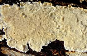 Attēlu rezultāti vaicājumam “Junghuhnia nitida”