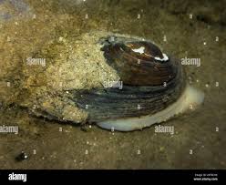 Attēlu rezultāti vaicājumam “Unio crassus”