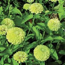 Image result for Zinnia elegans
