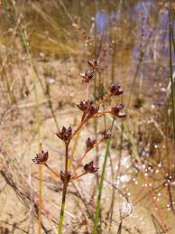 Attēlu rezultāti vaicājumam “Juncus articulatus”