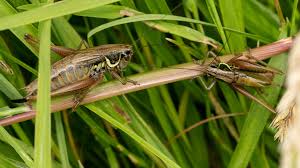 Attēlu rezultāti vaicājumam “Metrioptera roeselii”