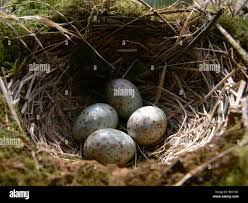 Attēlu rezultāti vaicājumam “Turdus viscivorus nest”