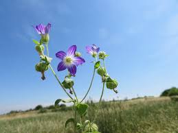 Image result for Campanula strigosa