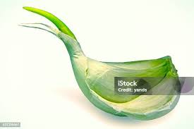 Attēlu rezultāti vaicājumam “Allium sativum fruit”