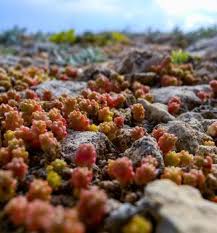 Attēlu rezultāti vaicājumam “Sedum acre fruit”