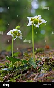 Attēlu rezultāti vaicājumam “Moneses uniflora flower”