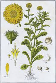 Attēlu rezultāti vaicājumam “Calendula officinalis”