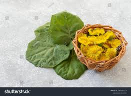 Attēlu rezultāti vaicājumam “Tussilago farfara leaf”