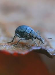 Attēlu rezultāti vaicājumam “Apionidae”