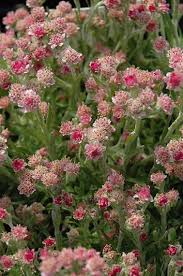 Attēlu rezultāti vaicājumam “Antennaria dioica”