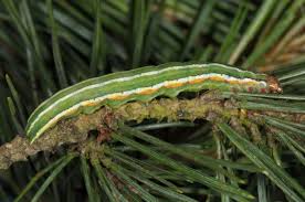 Attēlu rezultāti vaicājumam “Panolis flammea”