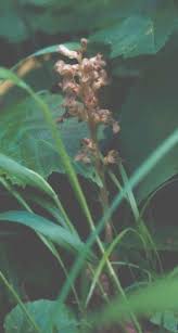 Attēlu rezultāti vaicājumam “Neottia nidus-avis flower”