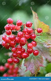 Attēlu rezultāti vaicājumam “Viburnum opulus fruit”