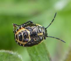 Attēlu rezultāti vaicājumam “Eurydema oleracea”