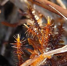 Attēlu rezultāti vaicājumam “Campylium stellatum”