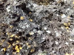 Attēlu rezultāti vaicājumam “Cystocoleus ebeneus”