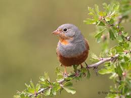 Image result for Emberiza caesia