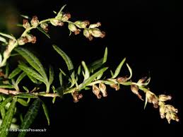 Image result for Artemisia vulgaris