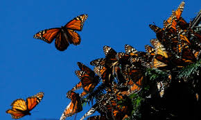 Image result for monarch butterfly