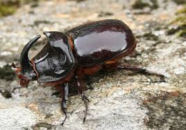 Attēlu rezultāti vaicājumam “Oryctes nasicornis”