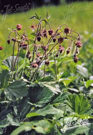 Attēlu rezultāti vaicājumam “Galium rivale flower”