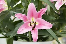 Image result for Lilie