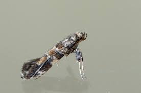 Attēlu rezultāti vaicājumam “Gracillaria syringella”