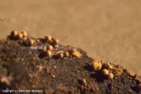 Attēlu rezultāti vaicājumam “Hemitrichia lutescens”