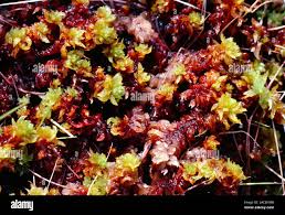 Attēlu rezultāti vaicājumam “Sphagnum inundatum”