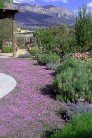 Attēlu rezultāti vaicājumam “Thymus serpyllum”