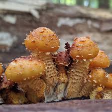 Attēlu rezultāti vaicājumam “Tubifera ferruginosa subsp. acutissima young”