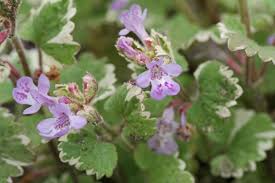 Attēlu rezultāti vaicājumam “Glechoma hederacea flower”