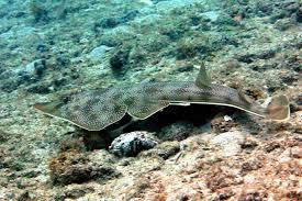 Image result for Pseudobatos lentiginosus