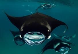 Image result for Mobula alfredi
