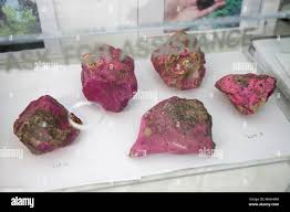 Attēlu rezultāti vaicājumam “Hildenbrandia rivularis”