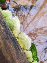 Attēlu rezultāti vaicājumam “Gloeoporus pannocinctus”