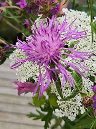 Attēlu rezultāti vaicājumam “Centaurea phrygia flower”