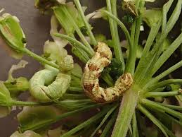 Attēlu rezultāti vaicājumam “Eupithecia subumbrata larva”