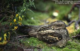 Attēlu rezultāti vaicājumam “Caprimulgus europaeus nest”