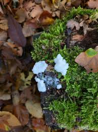 Attēlu rezultāti vaicājumam “Amaurochaete fusiformis”