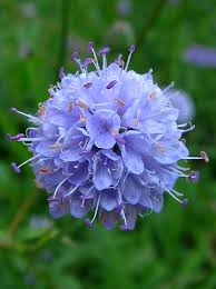 Image result for Succisella inflexa