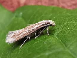 Attēlu rezultāti vaicājumam “Cephaloziella elachista macro”