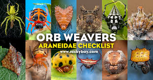 Attēlu rezultāti vaicājumam “Araneidae”