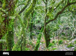 Attēlu rezultāti vaicājumam “Neckera pennata sporophyte”