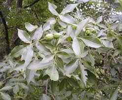 Attēlu rezultāti vaicājumam “Carya ovata leaf”