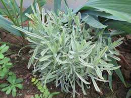 Attēlu rezultāti vaicājumam “Lavandula angustifolia leaf”