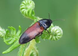 Attēlu rezultāti vaicājumam “Ampedus balteatus”